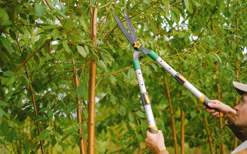 Tree trimming in Wappapello, MO